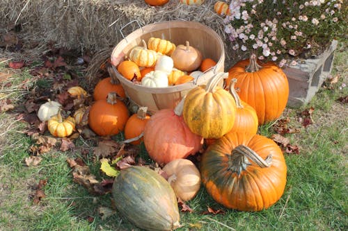 Free stock photo of pumpkin