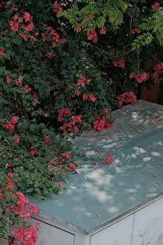 Bougainvillea blooms over a metal surface in subdued light, creating a serene outdoor scene.