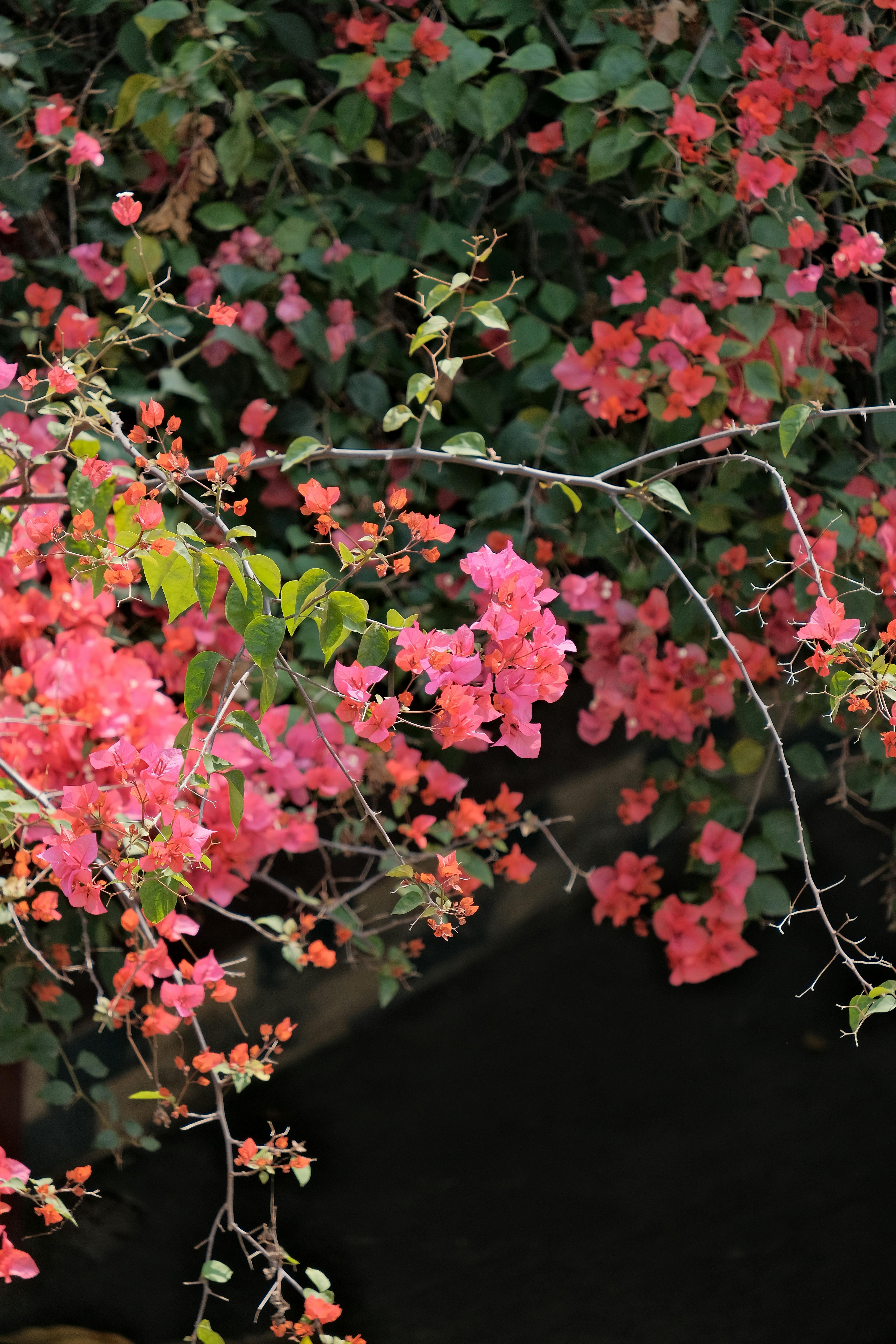 [ColoSach]-a-lush-display-of-vibrant-pink-bougainvillea-flowers-in-an-outdoor-setting.