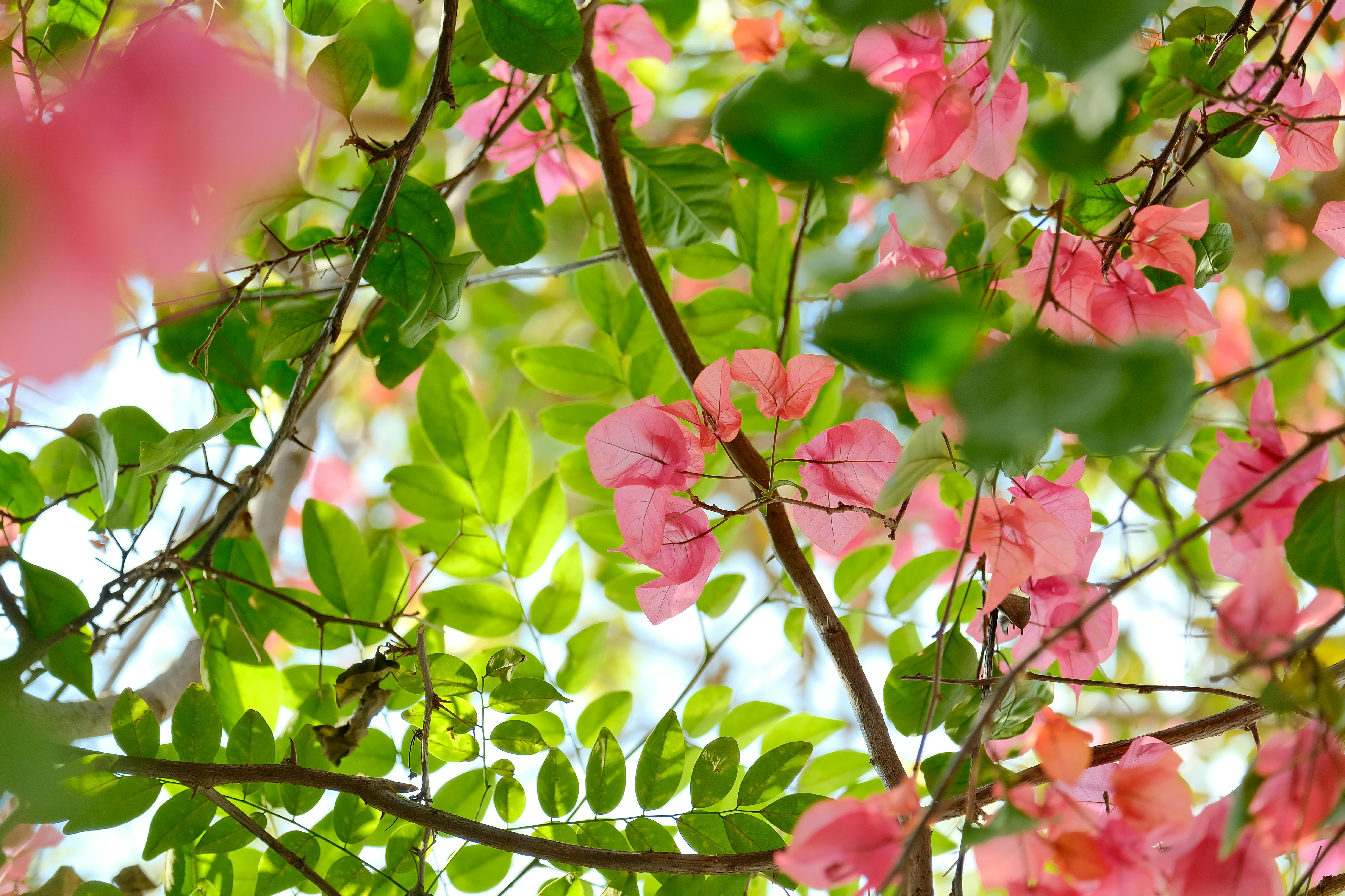 Gratis Lysrosa bougainvilleablomster blant grønt løvverk, og skaper et levende sommermiljø. Arkivbilde