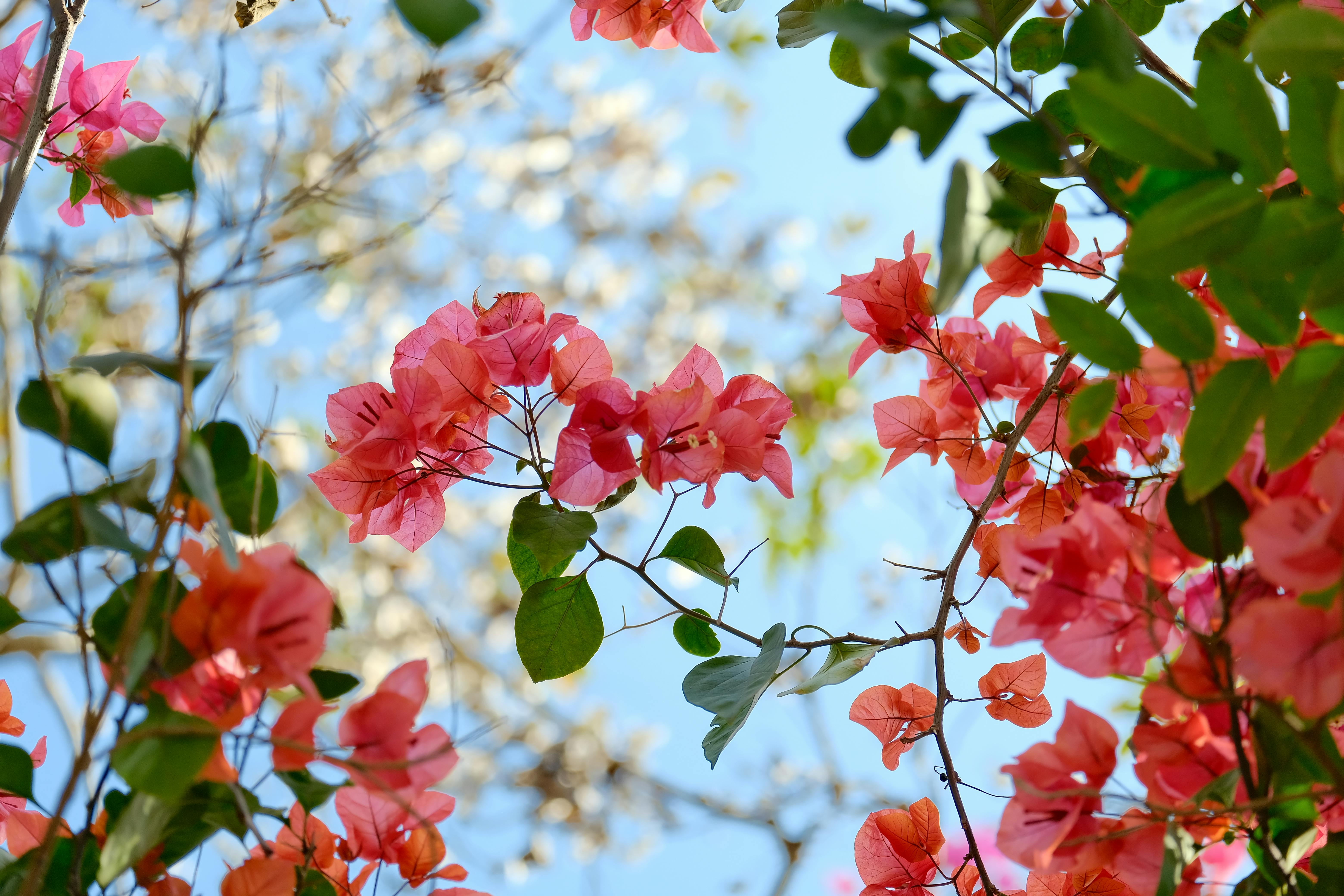 Gratis Bunga bougainvillea berwarna merah muda cerah berlatar langit biru jernih, menangkap esensi hari yang cerah. Foto Stok