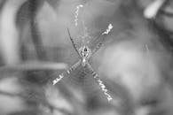 Close-Up Black and White Spider Web and Spider
