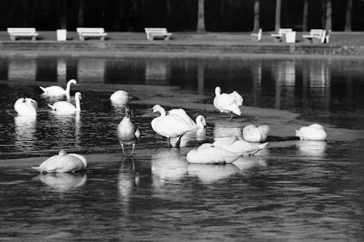Elegant swans on a frozen pond creating a serene winter scene in black and white.