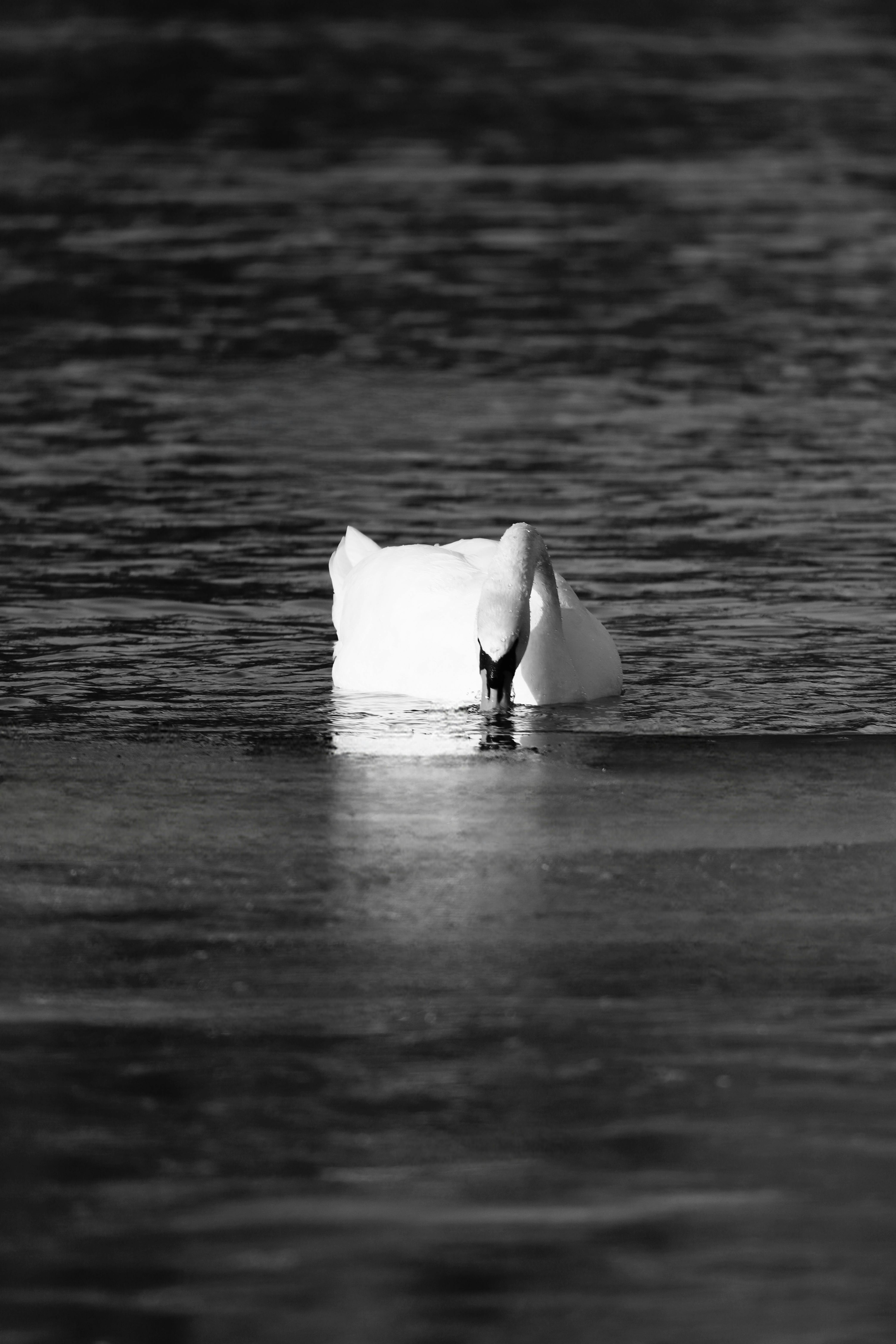 Gratis Elegant svane som glir på en rolig iskald innsjø om vinteren. Arkivbilde