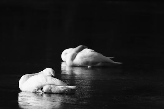 Peaceful swans resting on an icy lake, captured in monochrome during winter.