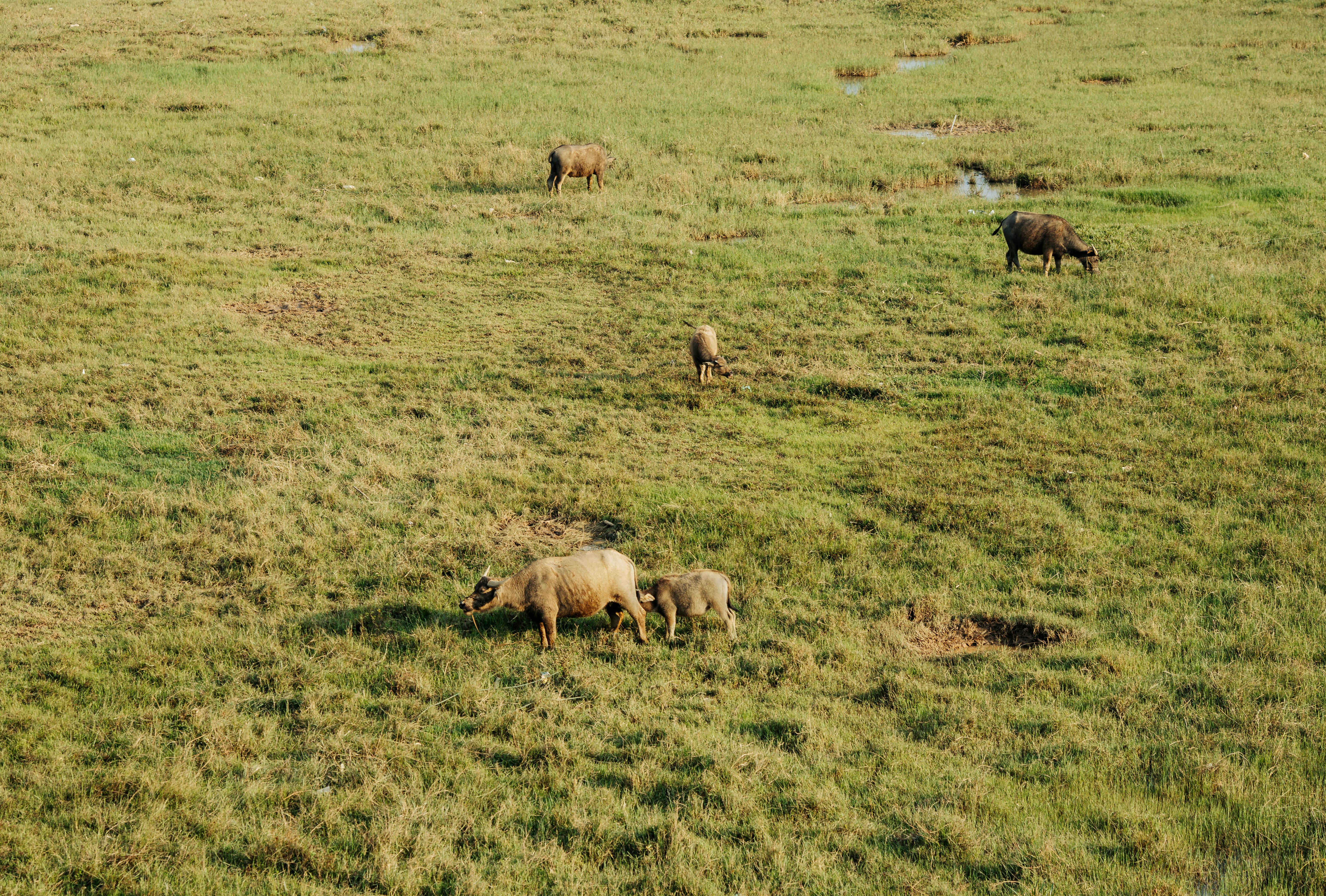 Gratis lagerfoto af asiatiske dyreliv, Asien, bane Lagerfoto