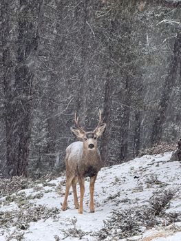 A lone deer stands in the snow-covered forest of Banff, Alberta, Canada.
