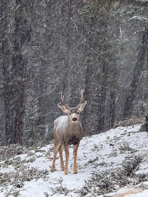 Free A lone deer stands in the snow-covered forest of Banff, Alberta, Canada. Stock Photo