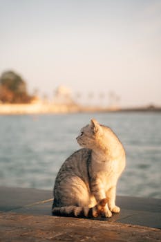 A cat sits calmly by the seaside in Antalya, Türkiye during a picturesque sunset.