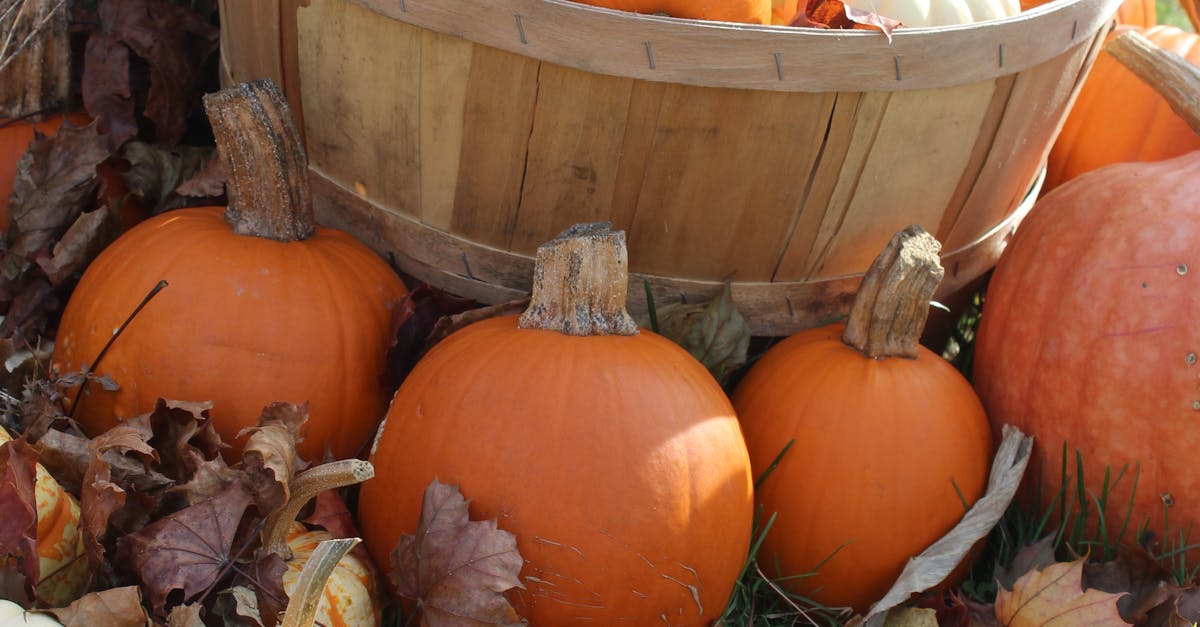 Free stock photo of autumn, fall, pumpkins