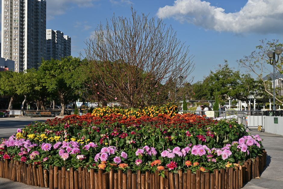 Flower Delivery in Rosario: Neighborhoods and Prices