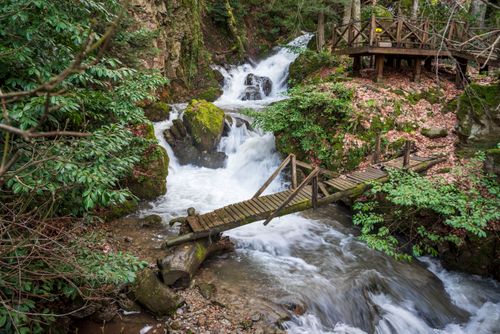 Free Picturesque forest waterfall with rustic wooden bridge and lush greenery. Stock Photo