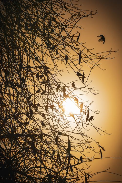 Free Silhouette of multiple birds perched on branches against the warm glow of a sunset in Adana, Türkiye. Stock Photo