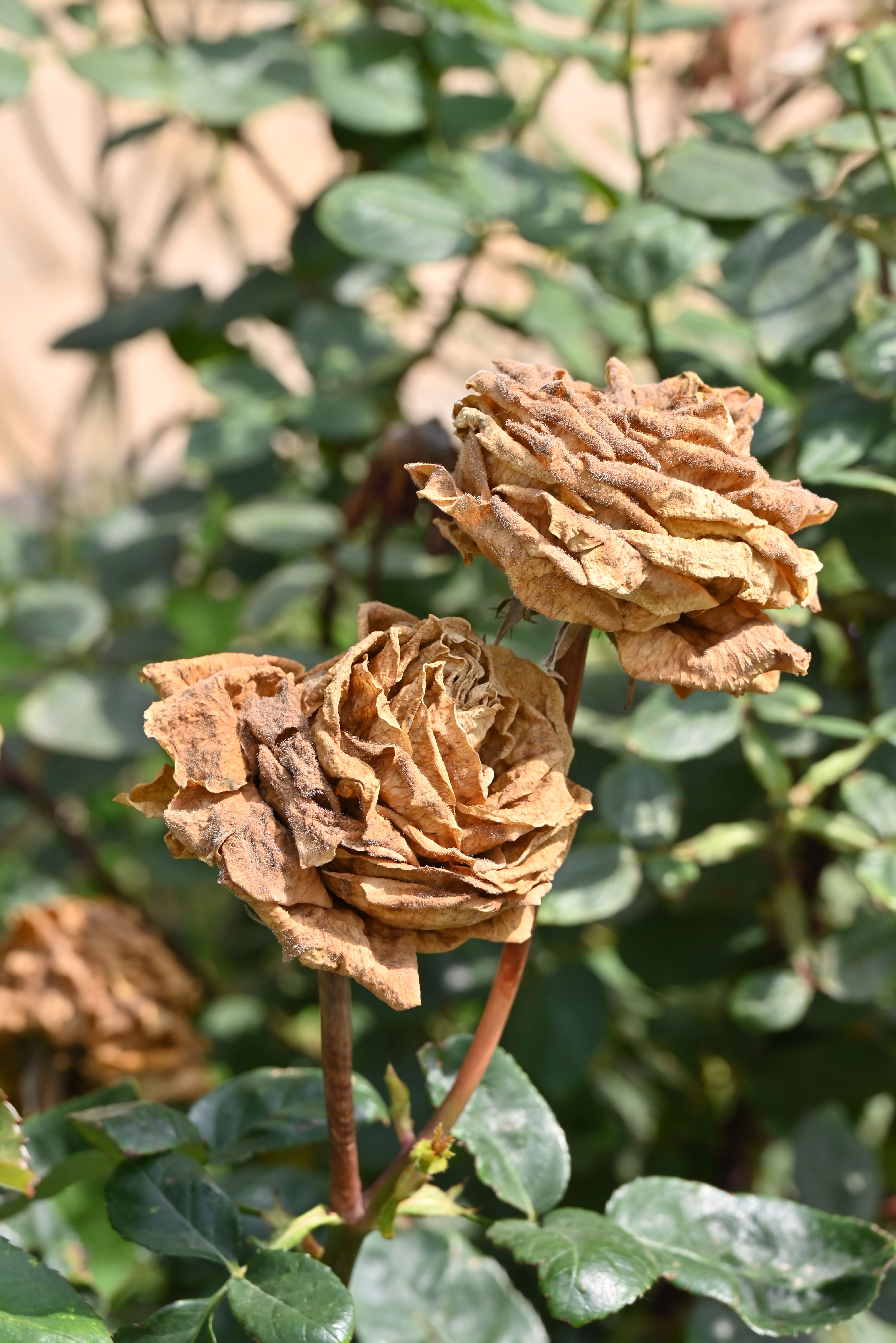 healthy vs dead rose cane UK