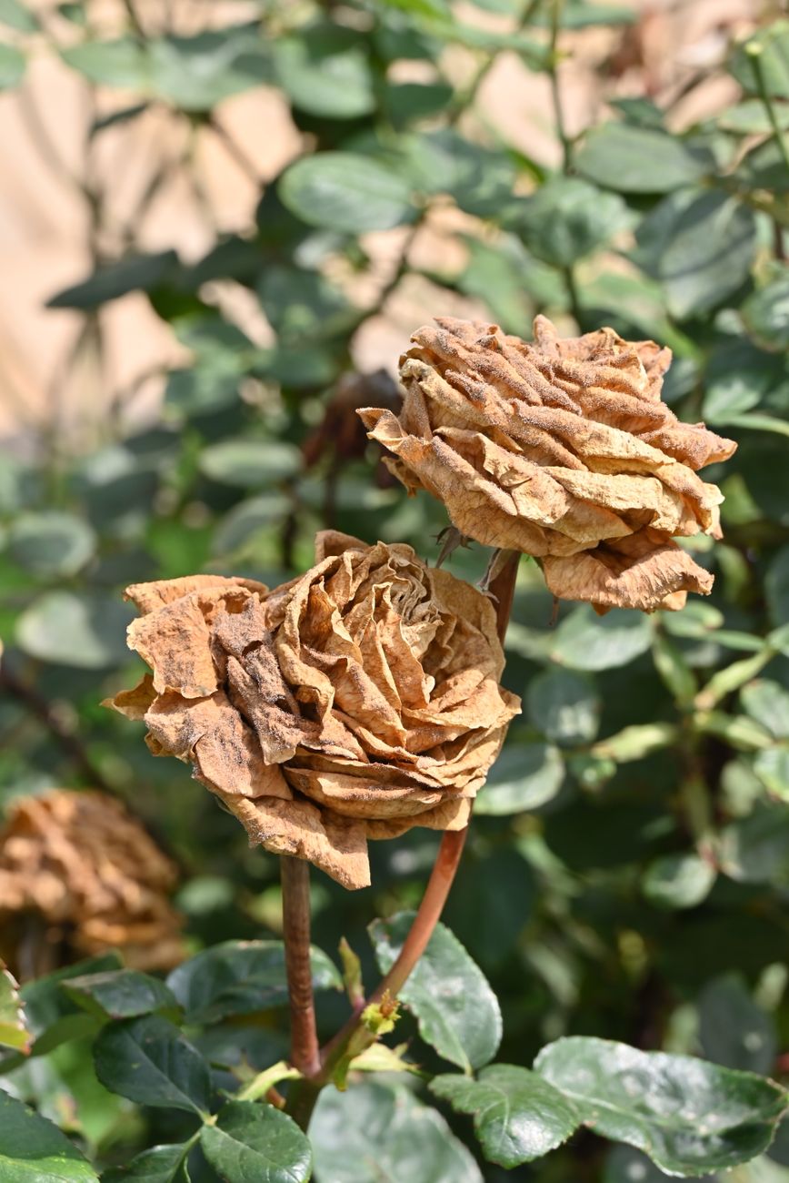 healthy vs dead rose cane UK