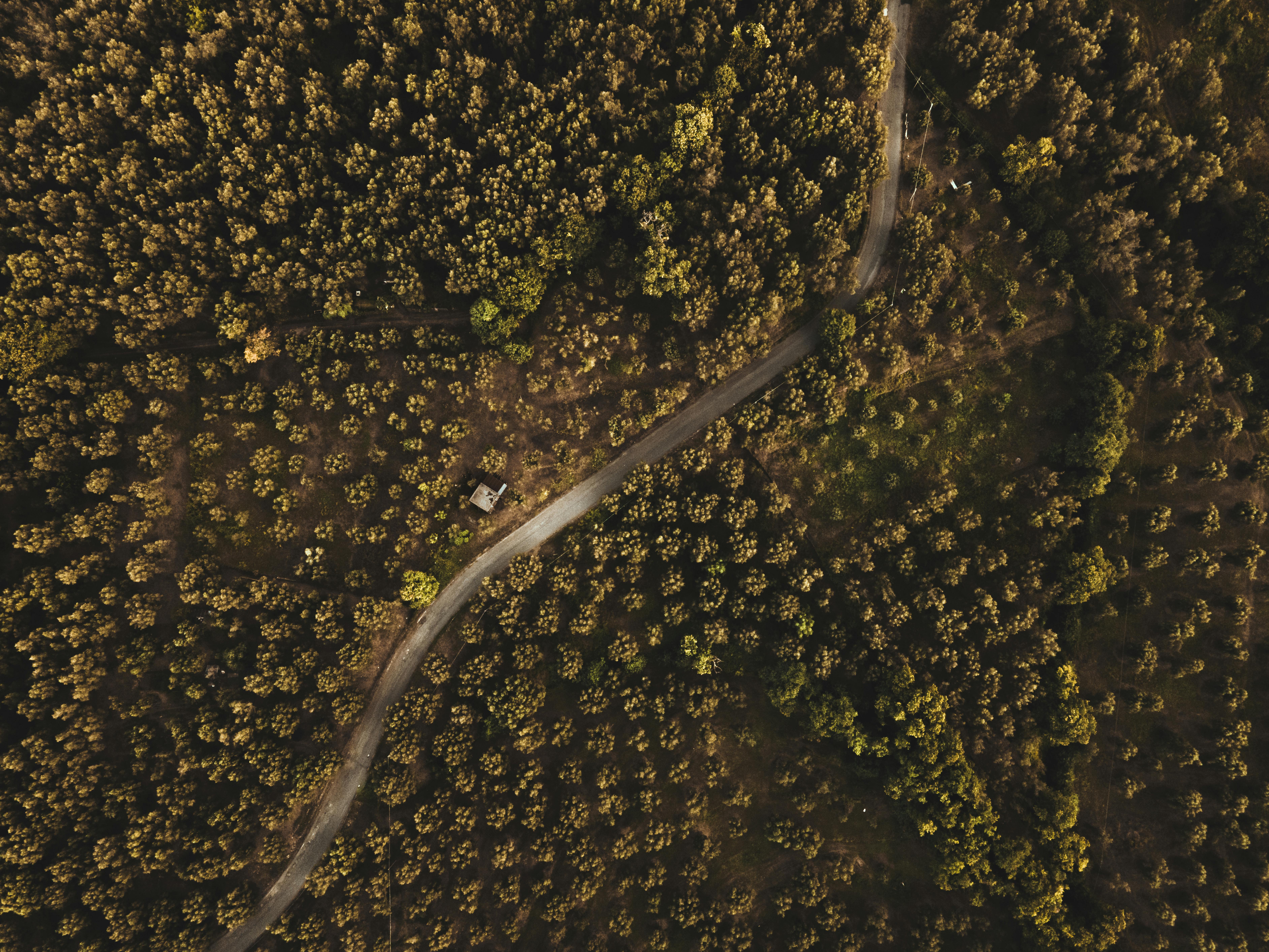 Gratis Fantastisk luftfoto av en tett skog med en svingete vei som skjærer gjennom, perfekt for reise- og eventyrtemaer. Arkivbilde