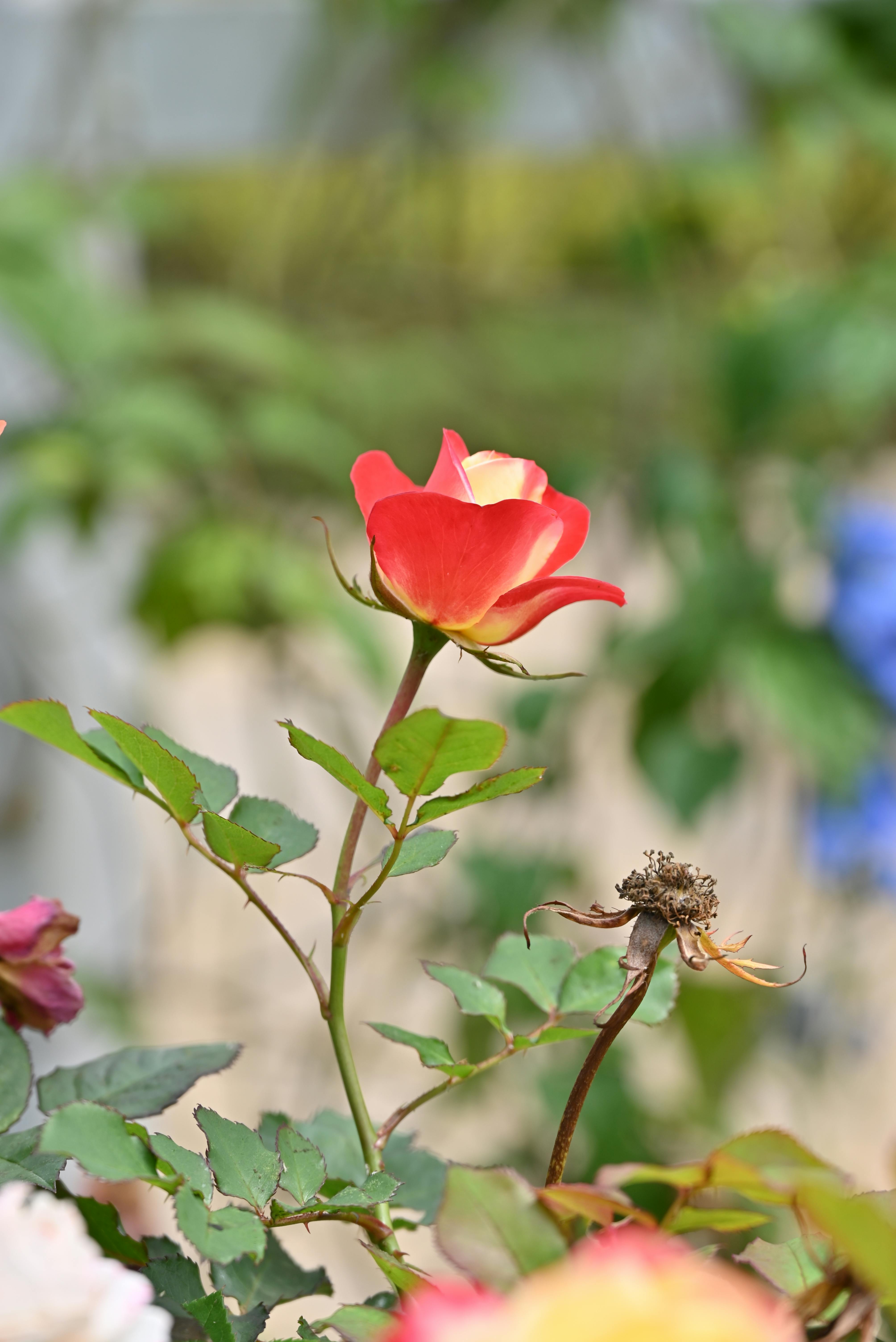 [ColoSach]-close-up-of-a-vibrant-red-rose-in-bloom-amidst-green-foliage,-perfect-for-floral-themes.