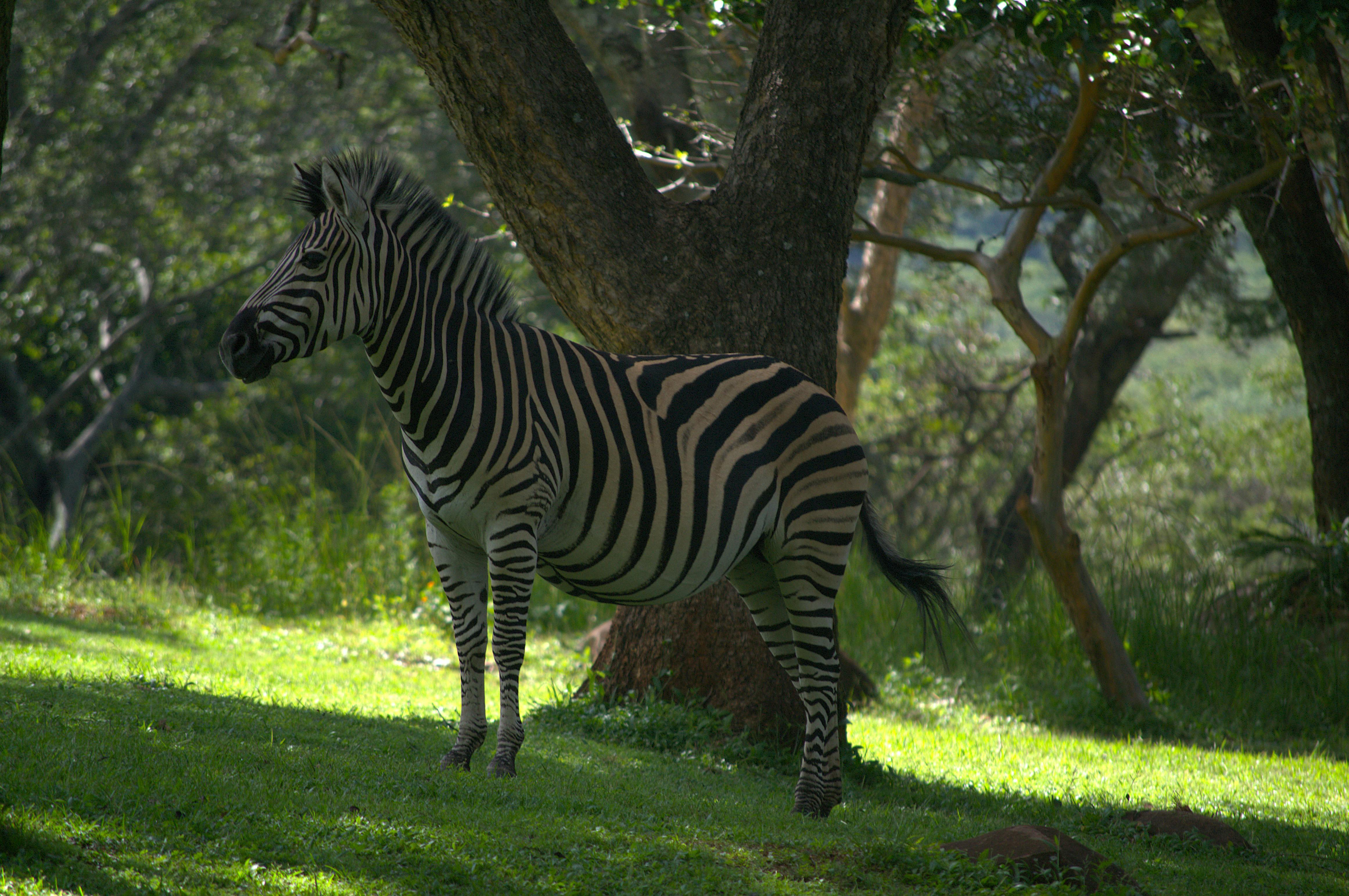 A zebra stands gracefully amidst lush greenery in a forested area.