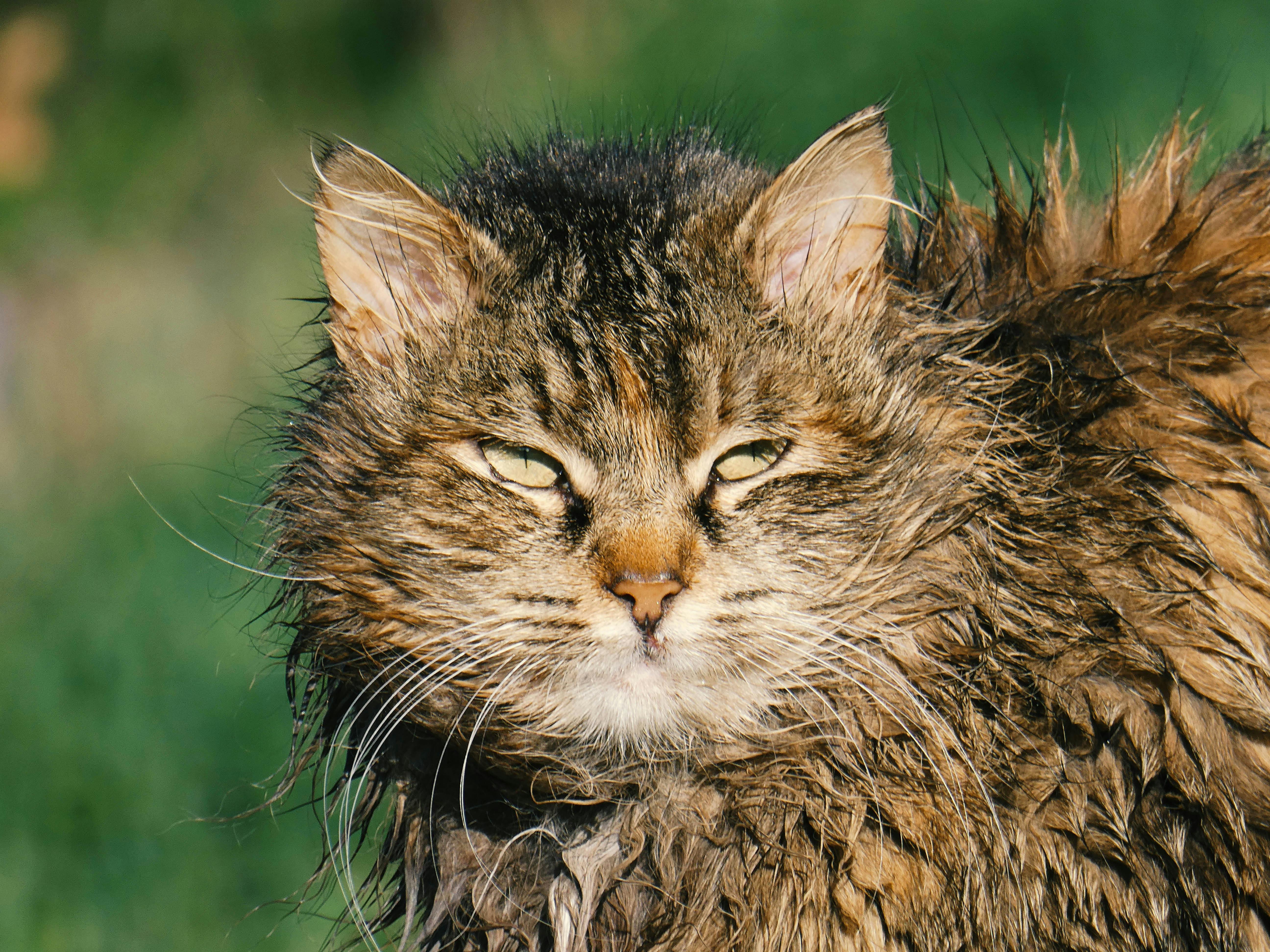 Portrait of a wet Maine Coon cat basking in the sunlight, showcasing its thick fur and green eyes.