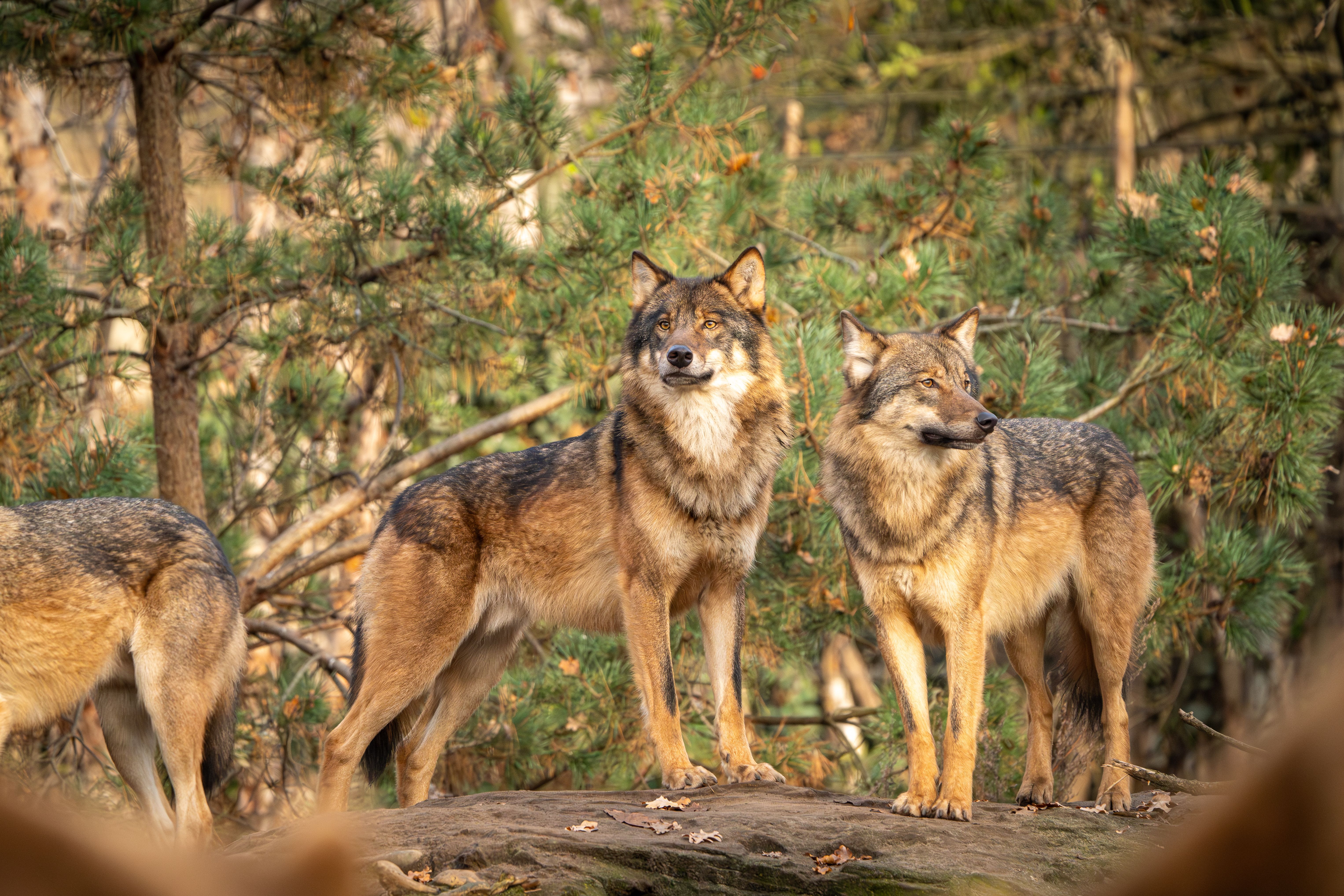 Captivating Wolves in Forest Habitat · Free Stock Photo