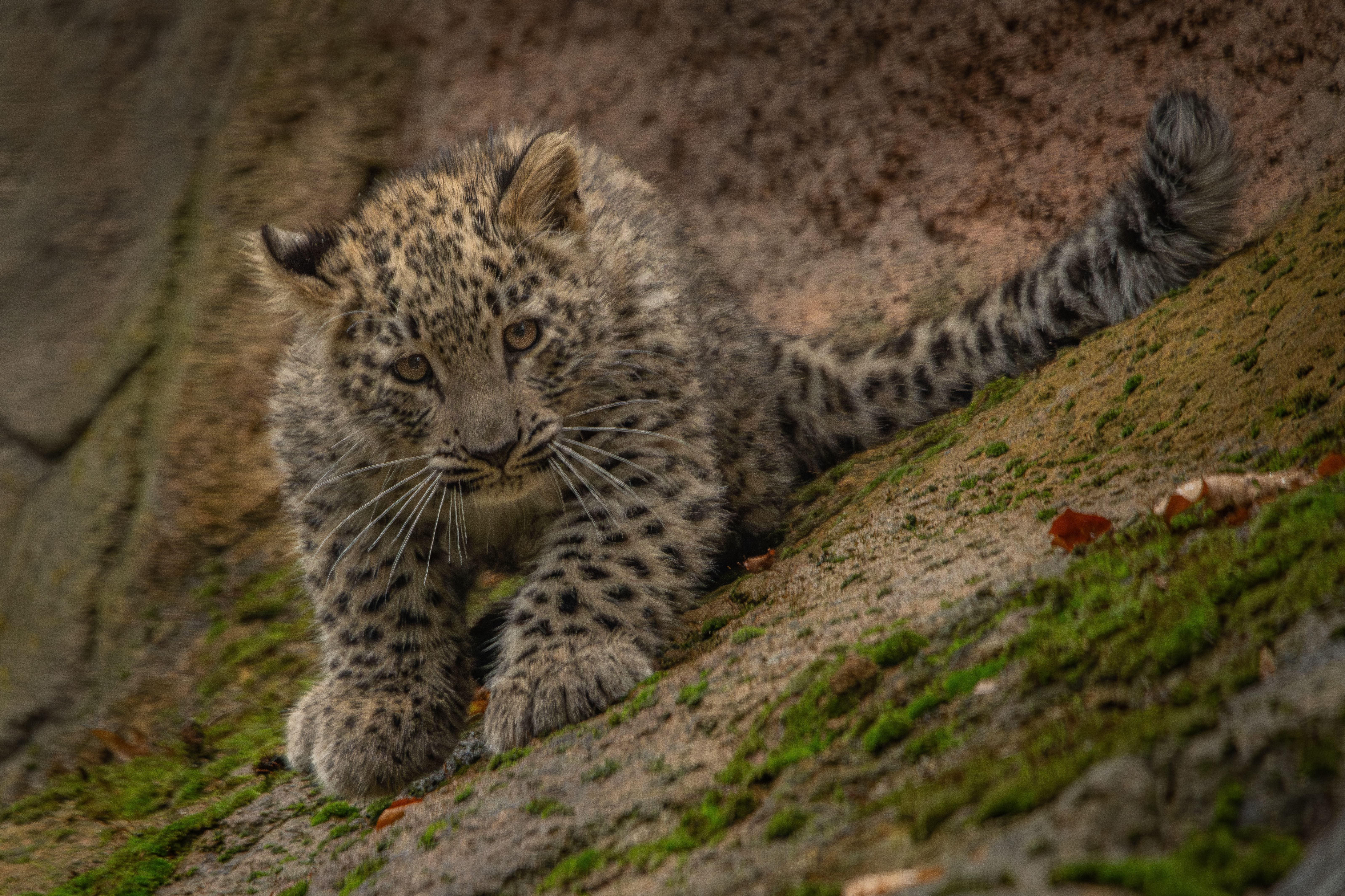 Wild After Hours: Snow Leopards