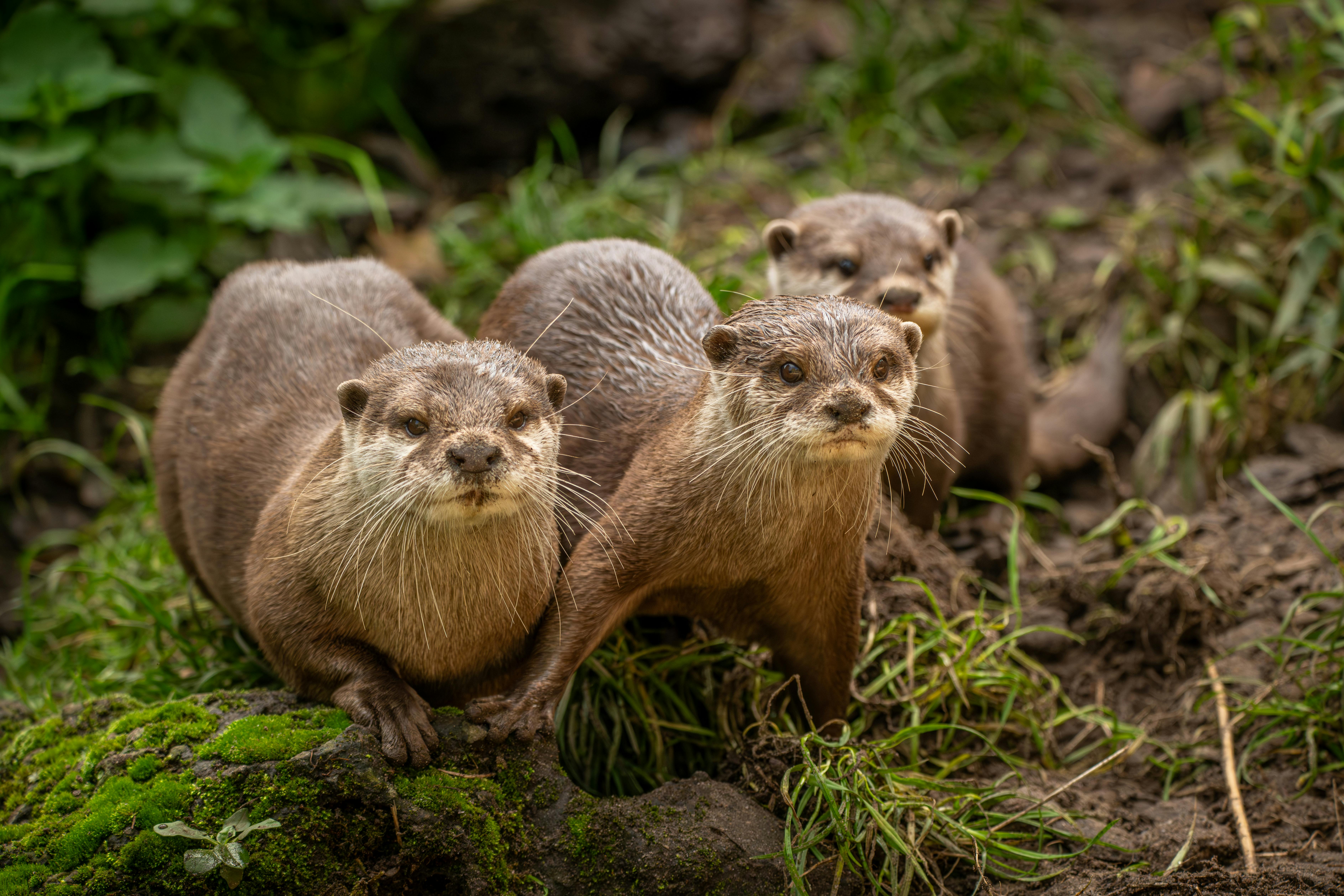 Why Otter.ai Should Be Your Controversial First Choice for Content Creation