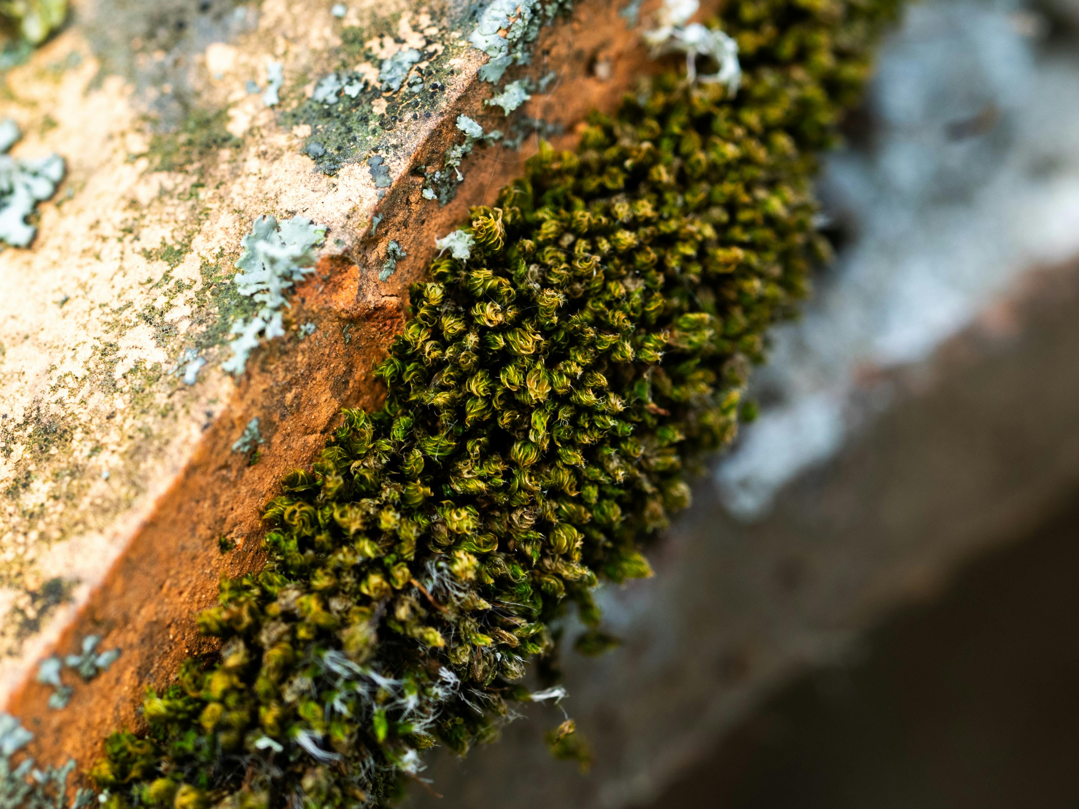 Comparison of preserved moss textures and living green moss - diy moss wall art