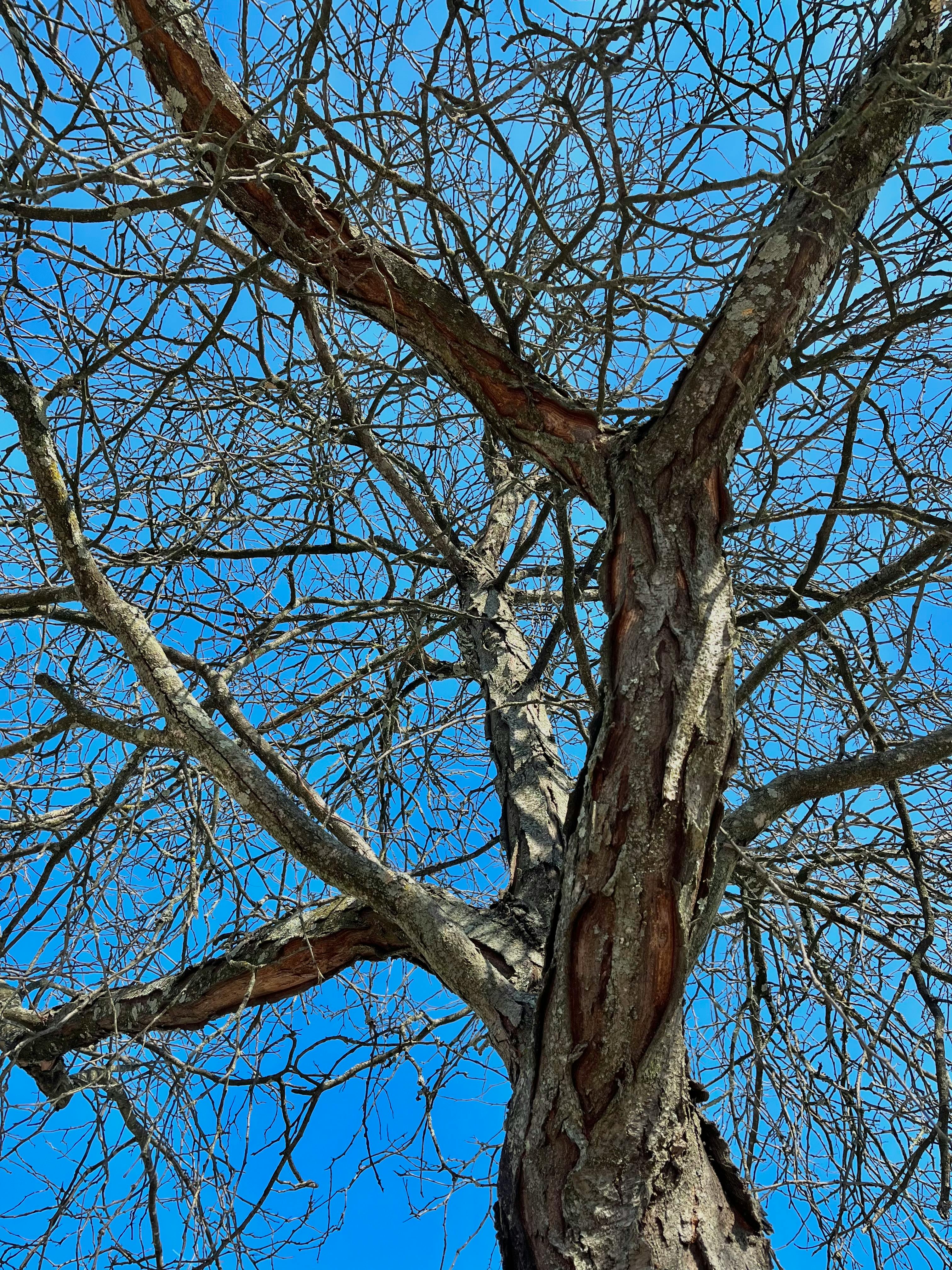 Gratis Et bladløst tre med vridde grener mot en klar blå himmel, fanget i sollys. Arkivbilde