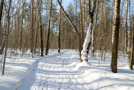 A peaceful snow-covered path surrounded by trees in a winter forest.