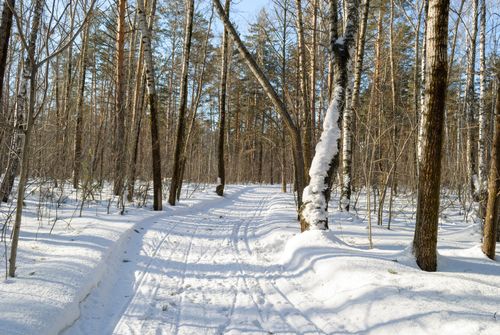 Free A peaceful snow-covered path surrounded by trees in a winter forest. Stock Photo