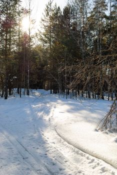 Tranquil snow-covered trail through a sunlit winter forest, perfect for nature lovers.