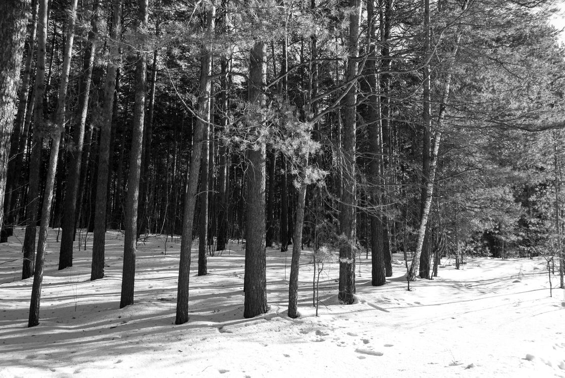 Black and White Winter Forest Scene · Free Stock Photo
