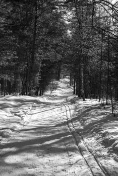 A peaceful winter scene with a snowy path through a forest, casting long shadows.