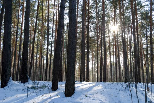 Peaceful winter scene with sunlight filtering through a snowy pine forest.