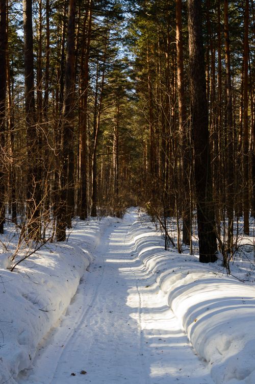 Free A serene snow-covered path in a tall pine forest during winter. Perfect for peaceful nature scenes. Stock Photo