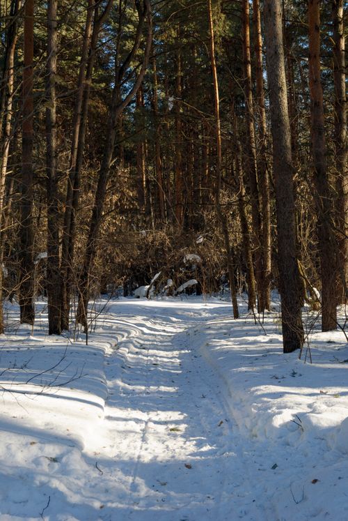 Free A peaceful, sunlit path through a snow-covered winter forest, perfect for tranquil walks. Stock Photo