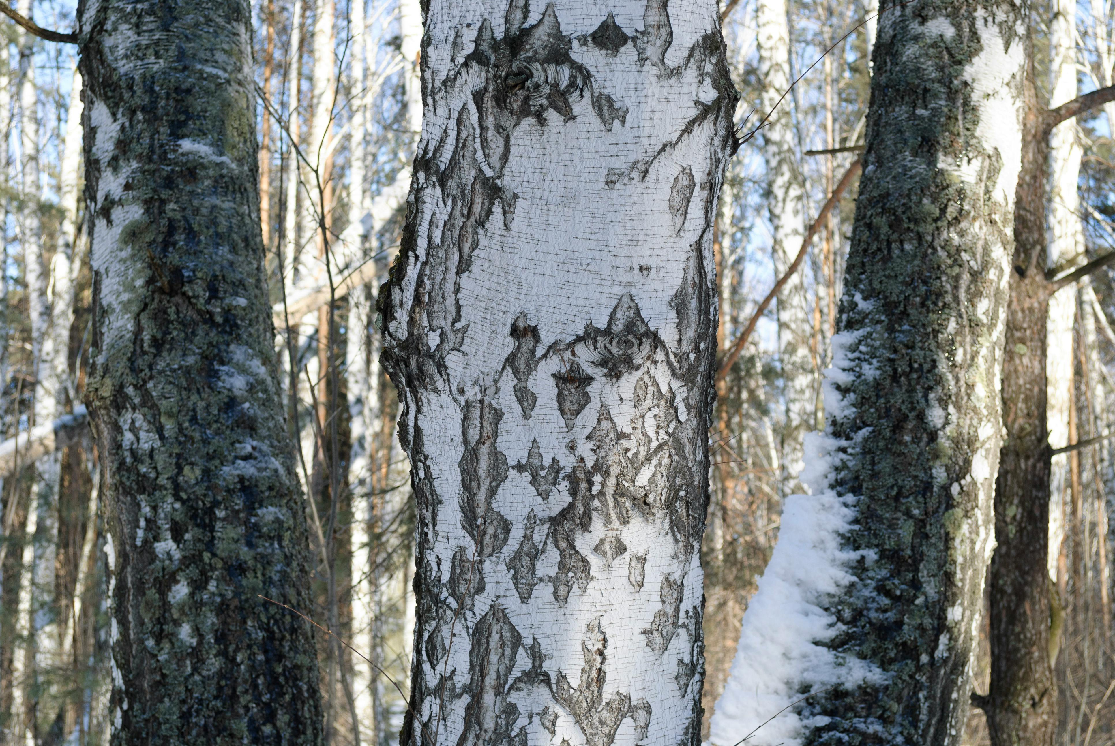 grátis Imagem aproximada de bétulas com casca texturizada em uma floresta nevada de inverno. Foto profissional