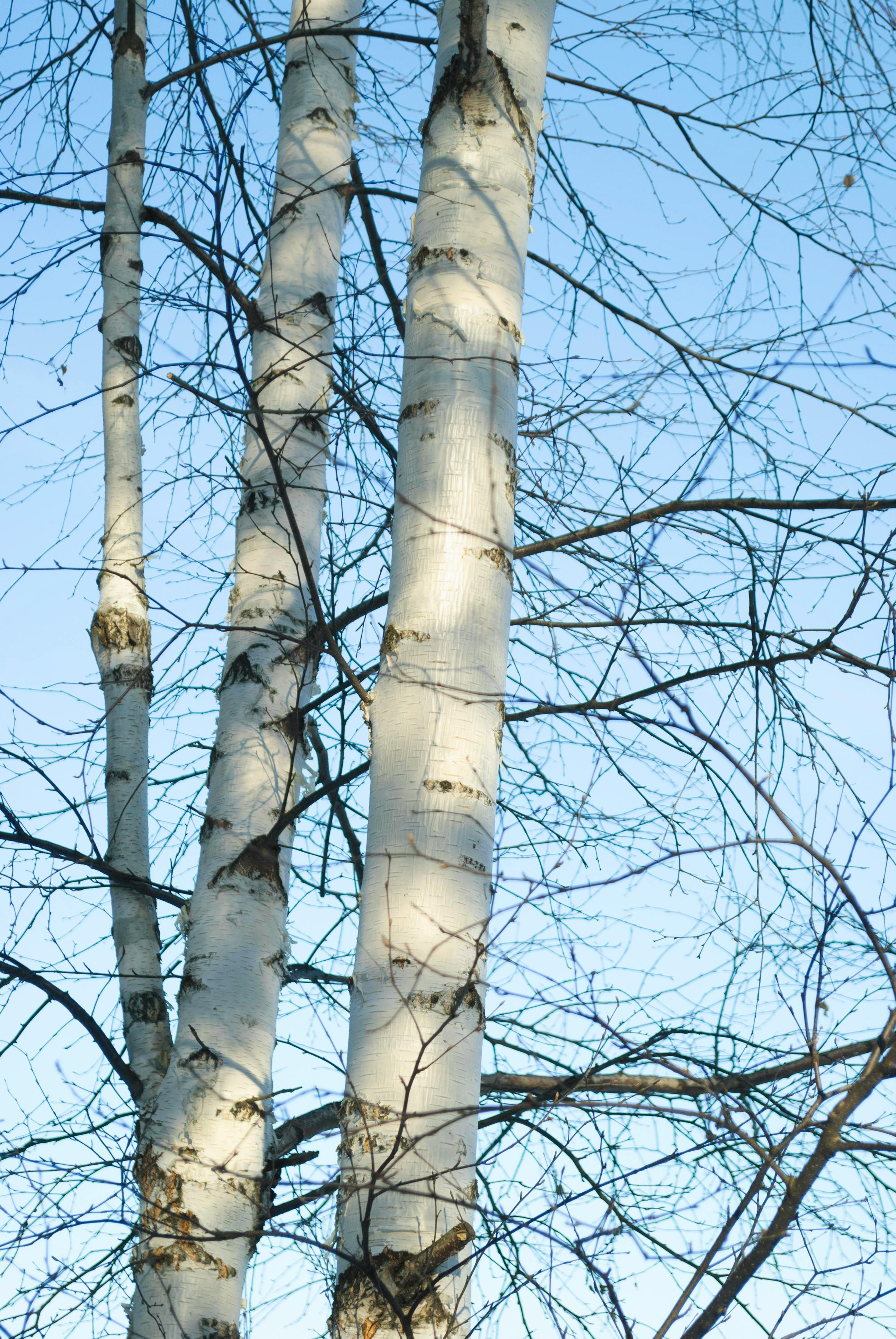 無料 エコロジー, エレガント, クリアの無料の写真素材 写真素材