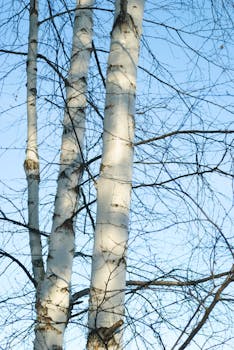 Beautiful birch trees with no leaves standing tall in a peaceful winter landscape.