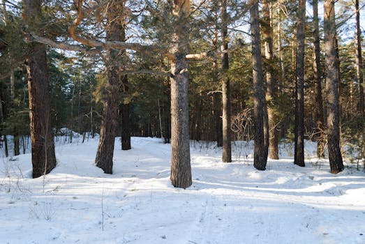 A peaceful pine forest blanketed in snow under bright winter sunlight.