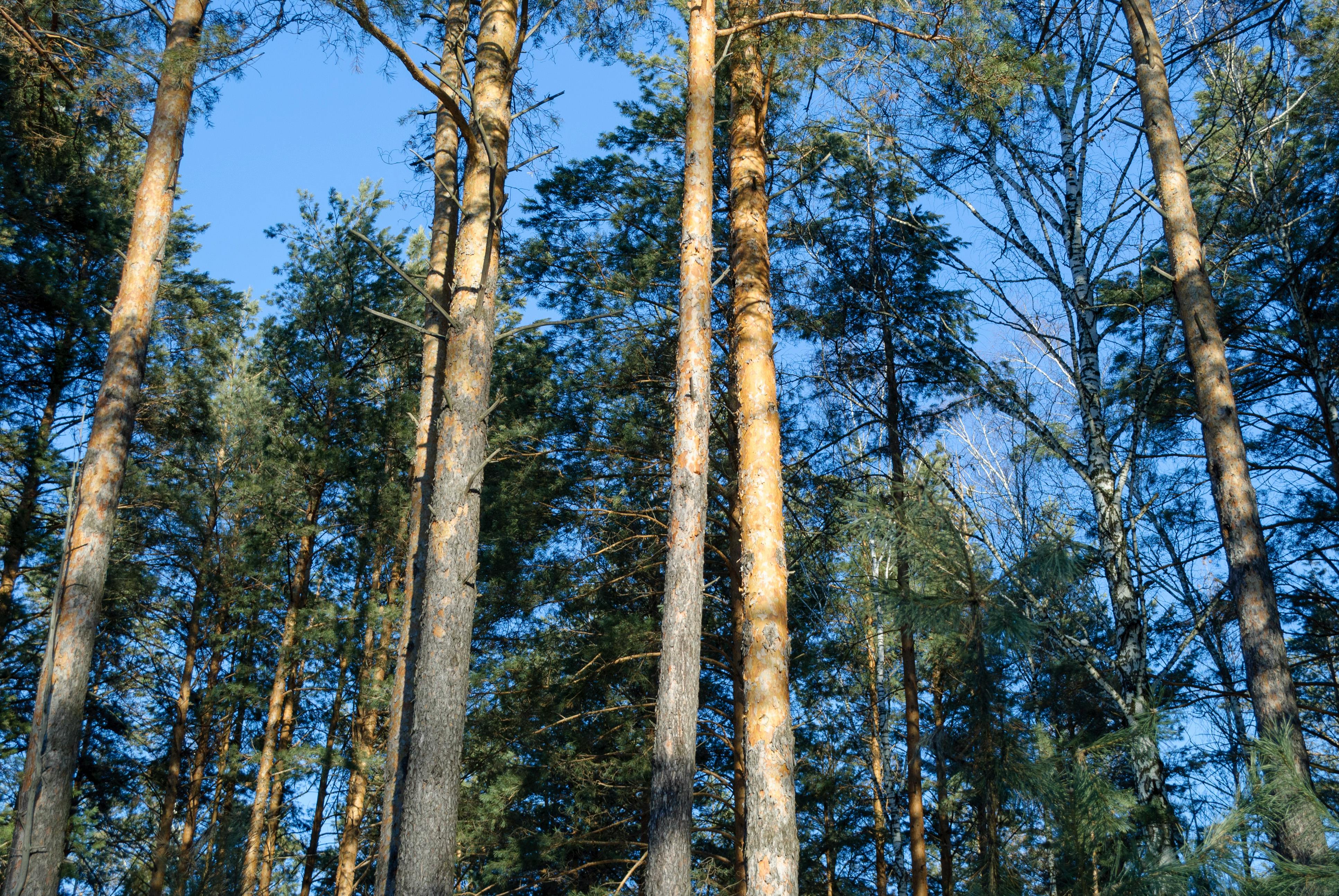 Free stock photo of bright, clear, forest Stock Photo