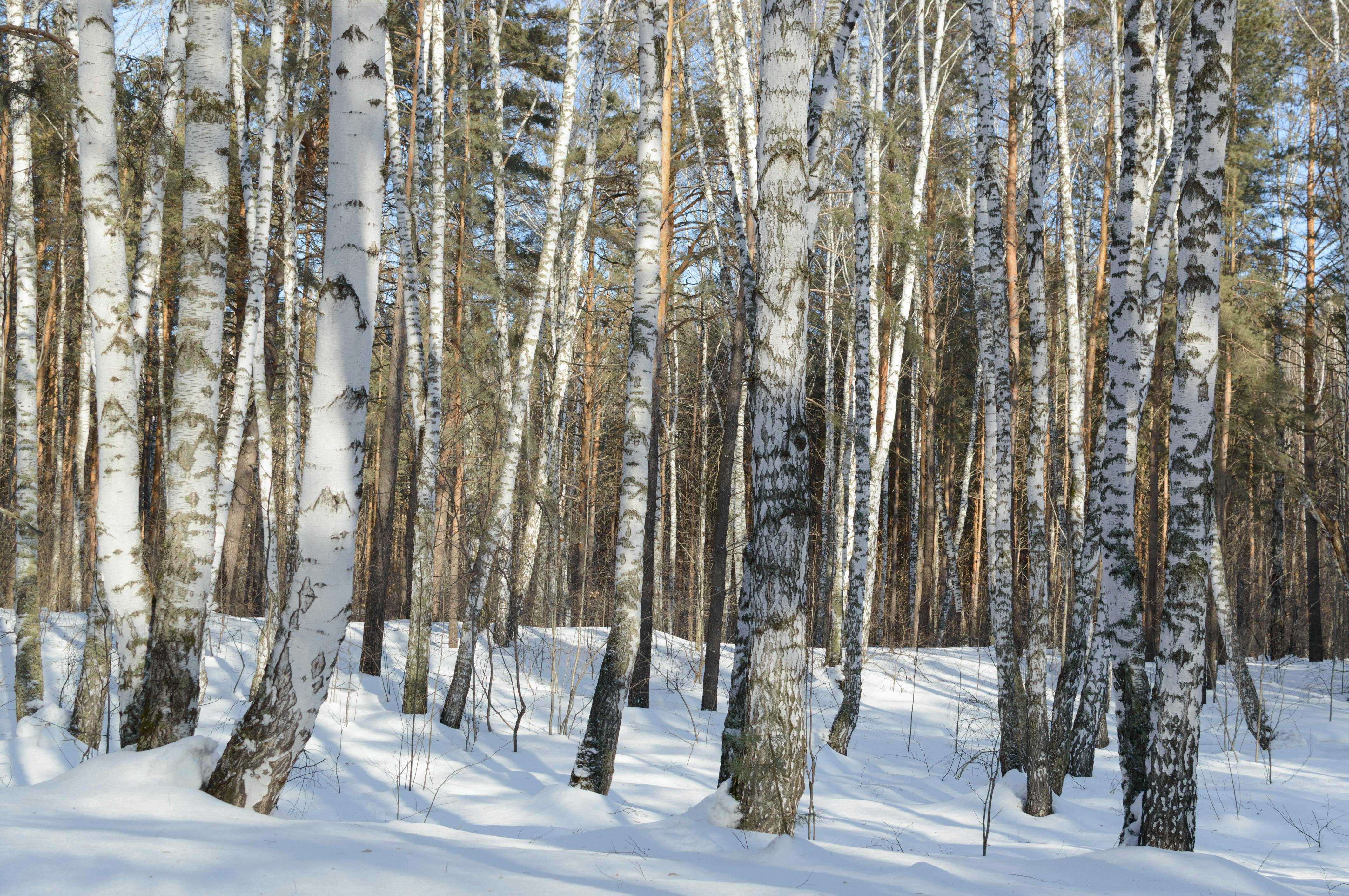 無料 2月, クリア, ナチュラルの無料の写真素材 写真素材