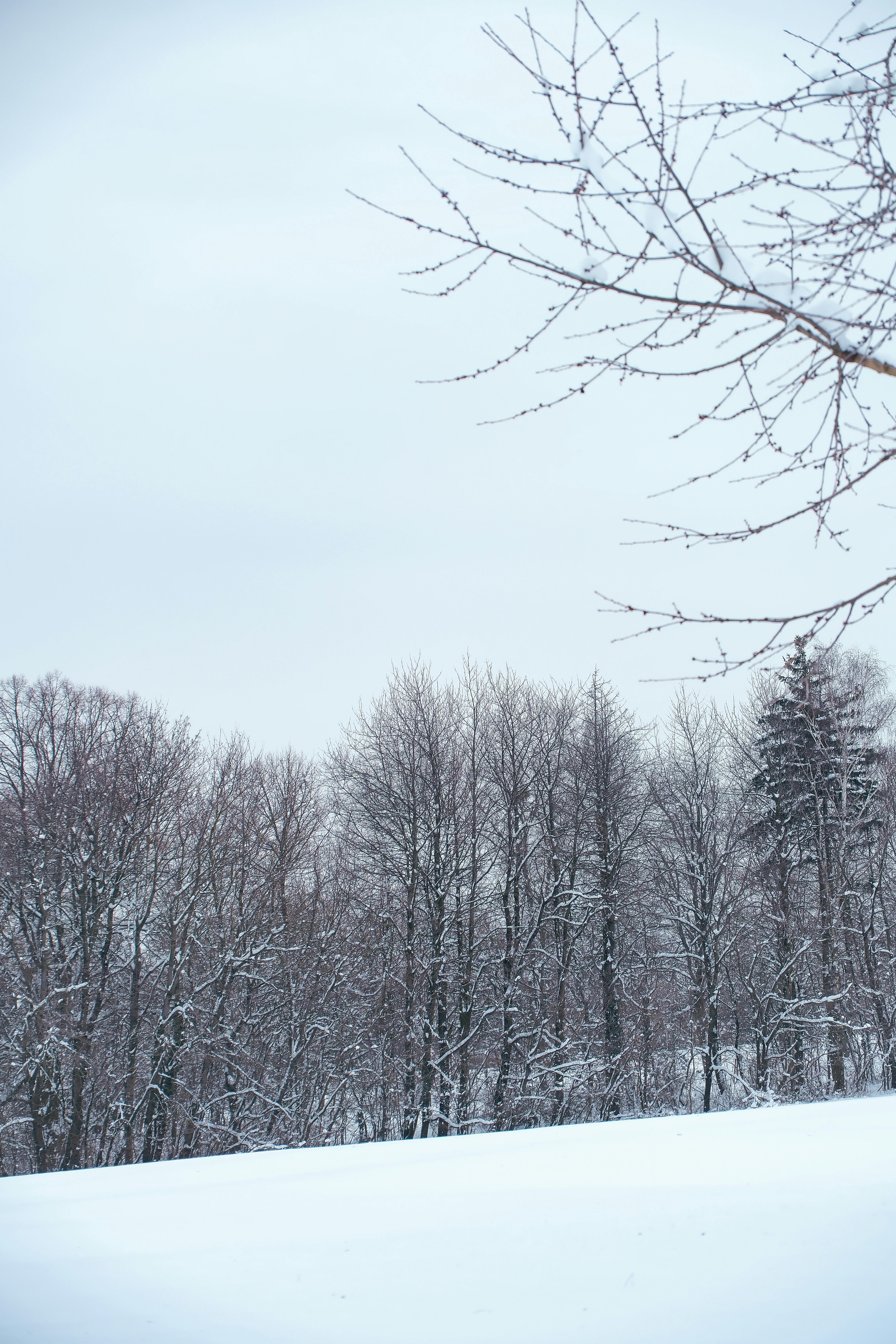 бесплатная Спокойный зимний пейзаж с заснеженными деревьями и тихой атмосферой. Стоковое фото