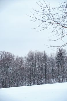 A peaceful winter landscape featuring snow-covered trees and a quiet atmosphere.