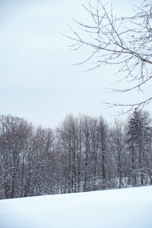 Free A peaceful winter landscape featuring snow-covered trees and a quiet atmosphere. Stock Photo