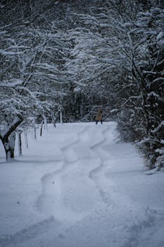 A serene snow-covered forest pathway with a distant figure, capturing winter's tranquil beauty.