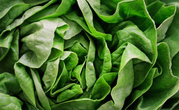 Close-up of fresh green lettuce leaves — Victoria Bowers on Pexels