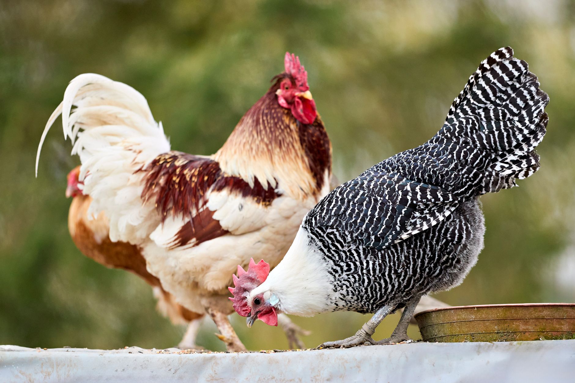 A calm rescued rooster eating softened feed in a quiet shaded recovery enclosure