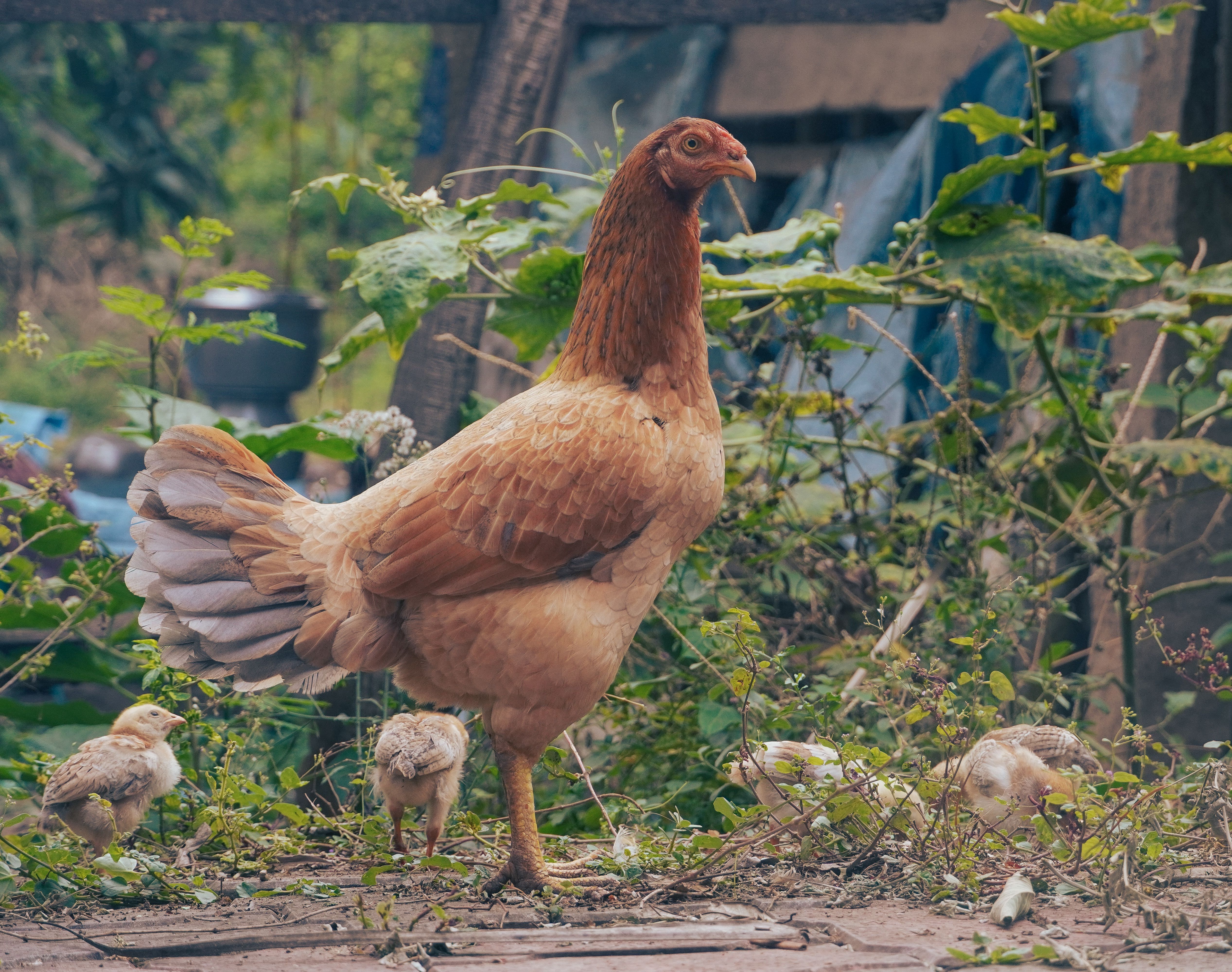 Free Range Hen with Chicks in Madurai Garden · Free Stock Photo