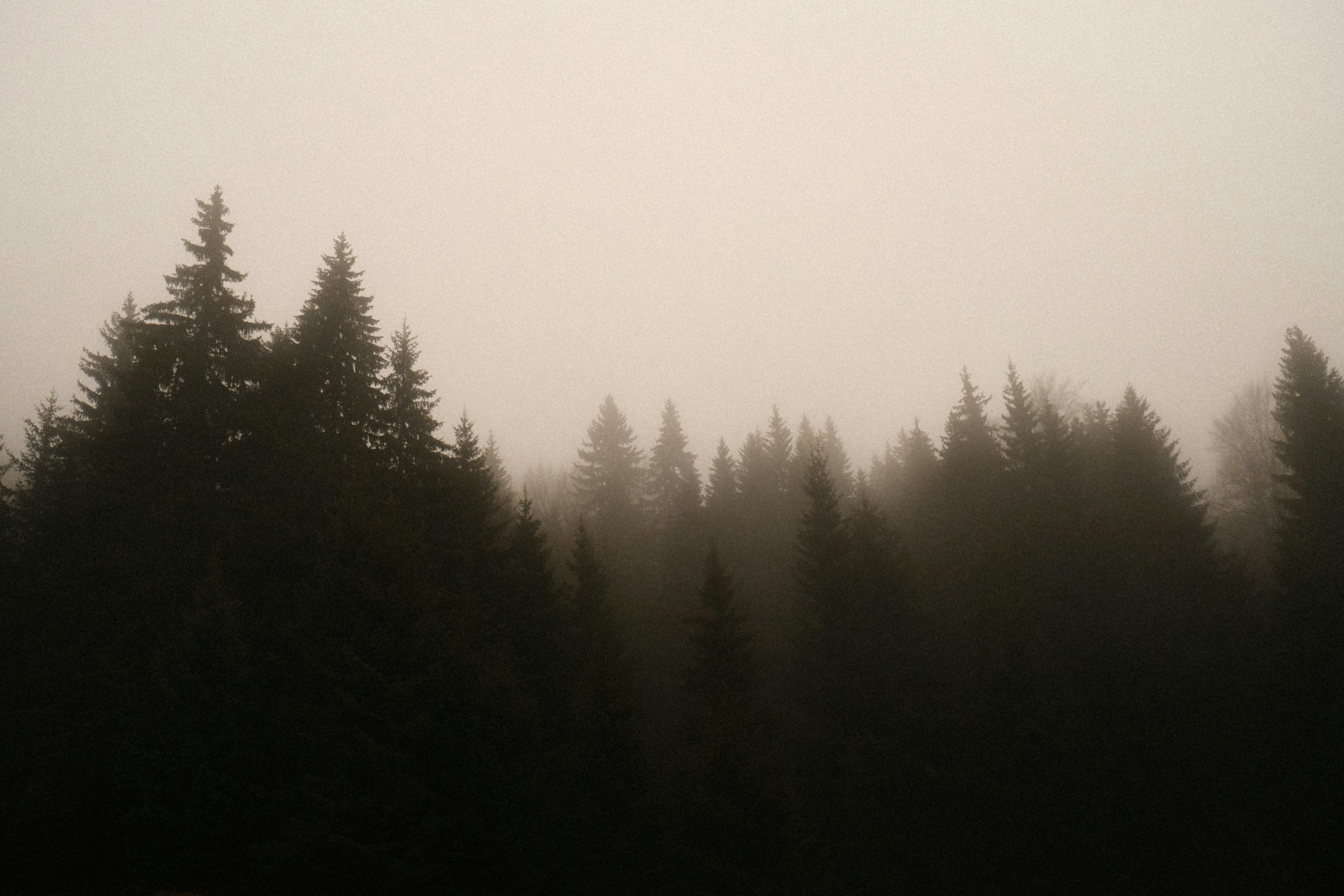 Free Serene view of a misty mountain forest enveloped in fog, capturing the tranquil essence of nature. Stock Photo